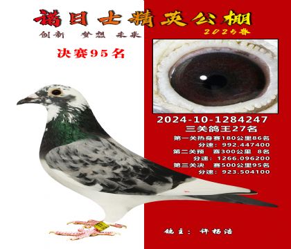 諾日士賽鴿2025春賽決賽95名