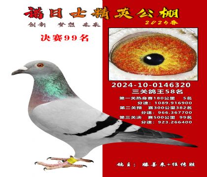 諾日士賽鴿2025春賽決賽99名