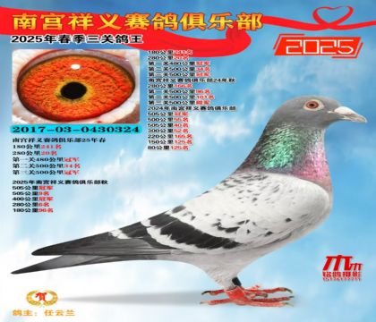 祥義三關(guān)鴿王冠軍