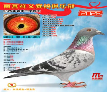祥義三關(guān)鴿王亞軍