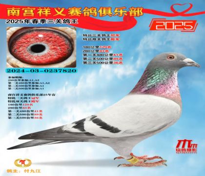祥義特比三關(guān)鴿王冠軍