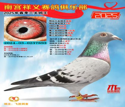 祥義特比三關(guān)鴿王亞軍
