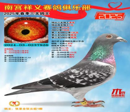 祥義特比三關(guān)鴿王季軍