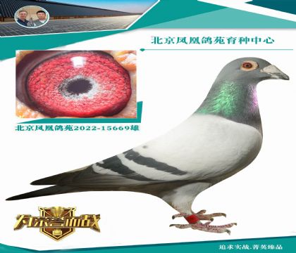 范登布克“奧林匹克006全兄弟”X艾迪號(hào)直女