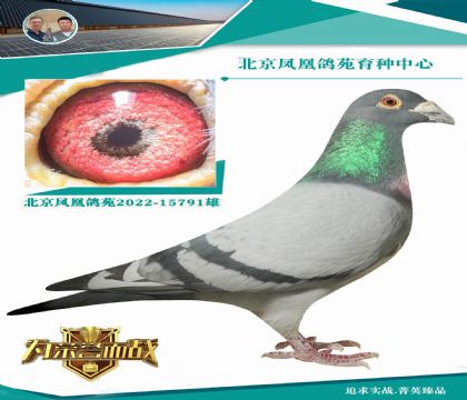 最火熱 也是當(dāng)今打公棚最好用的血系