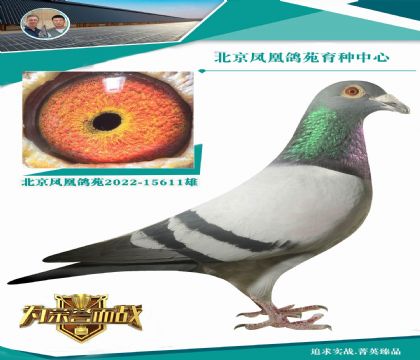 考夫曼“高貴灰”最好用的考夫曼高貴灰家族