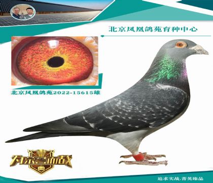 “最后的西翁”- 紅日號(hào)XKBDB全國(guó)長(zhǎng)距離鴿王冠軍血系