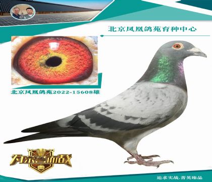 德國(guó)冠軍楊龔多拉斯X“詹尼斯802”近親直女