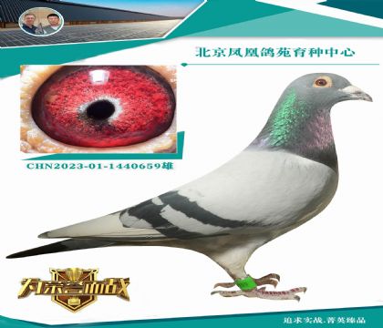 速霸龍世界著名的17號(hào)配對(duì)直孫 本舍最頂級(jí)種雄之一X超級(jí)金