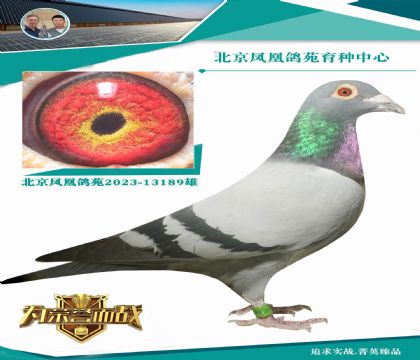 冠軍夏拉肯X“金母絲絲”