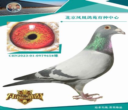 速霸龍“馬賽號(hào) 小飛飛”X夏拉肯”最佳種雌”