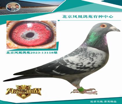 奧林匹克尼爾斯”直子X(jué)威廉.迪布恩- 墨菲定律回血孫女