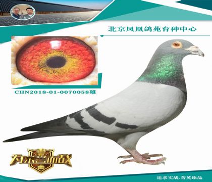 能留到現(xiàn)在的老種雄 作育能力一定很好