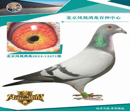 “總教頭”公棚秘密武器