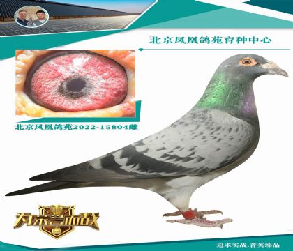 范登布克“奧林匹克006全兄弟”X艾迪號(hào)直女