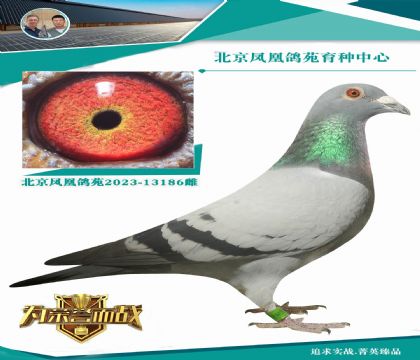 考夫曼“高貴灰X柳芭”直孫X“高貴灰”外孫女