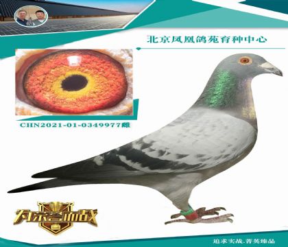 新福雷迪直子X(jué)女兒(福興公棚決賽冠軍媽媽?zhuān)? width=