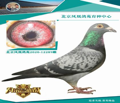 楊登元西翁鎮(zhèn)棚種雄老麻雀X美國(guó)老保羅西翁