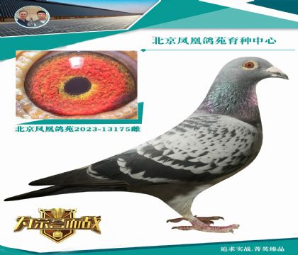家族3羽 KBDB全國(guó)速度鴿王冠軍