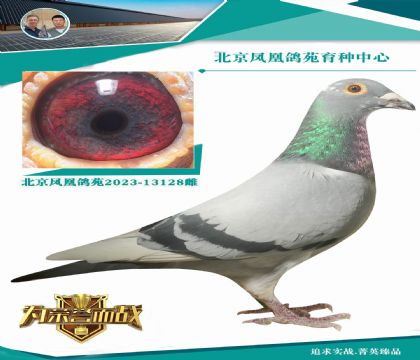 范登布克基特爾直子X(jué)“奧林匹克006全妹”