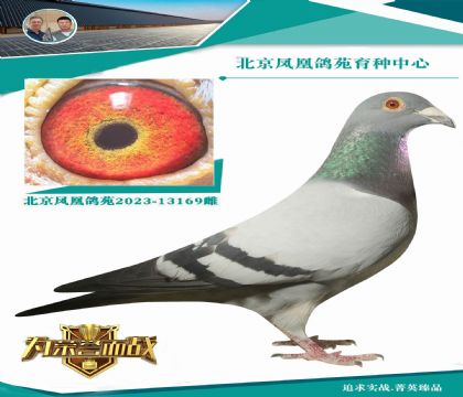 本舍頂級(jí)速霸龍種雄333 直女 父母高價(jià)引進(jìn)