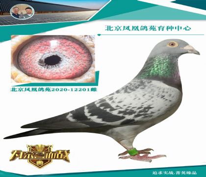 博爾特(全國(guó)鴿王冠軍)全兄弟X“鴿王楊”孫女