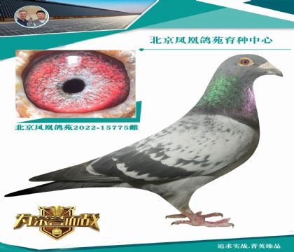 奧林匹克尼爾斯”直子X(jué)威廉.迪布恩- 墨菲定律回血孫女