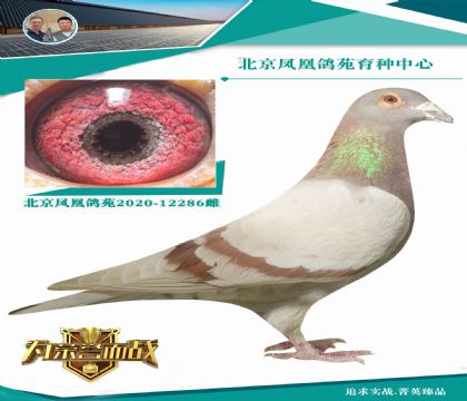 “最后的西翁”- 紅日號(hào)XKBDB全國(guó)長(zhǎng)距離鴿王冠軍血系