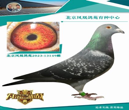 父母都是KBDB長(zhǎng)距離鴿王 血統(tǒng):凡布利安那