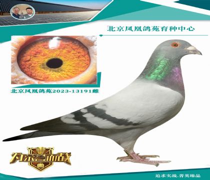 您了解一下這路回春陽(yáng)彼得曼德斯血系 特別推薦
