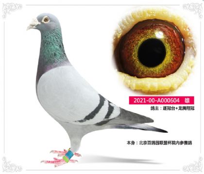 北京百鴿園聯(lián)盟杯院內(nèi)參賽鴿604 雄