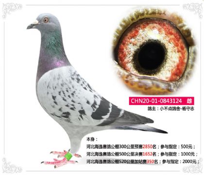 河北海逸賽鴿公棚520公里加站賽350名 雌