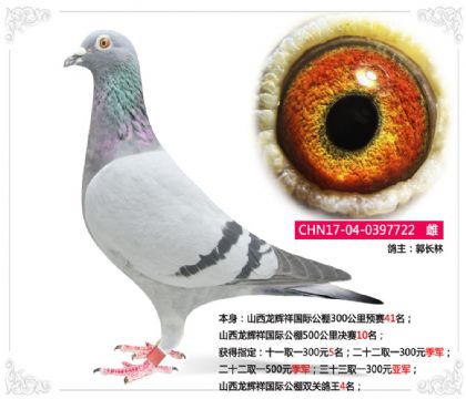 山西龍輝祥國際公棚雙關(guān)鴿王4名 雌
