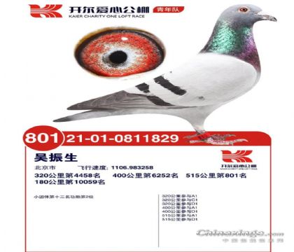 開爾國際賽鴿愛心公棚(青年隊(duì))515公里決賽801名 雄