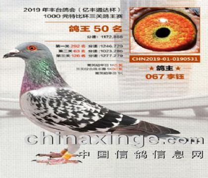 北京豐臺(tái)鴿會(huì)1000元特比環(huán)三關(guān)綜合鴿王50名 雌