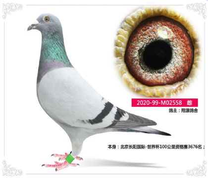 北京長陽國際-世界杯參賽鴿 雌