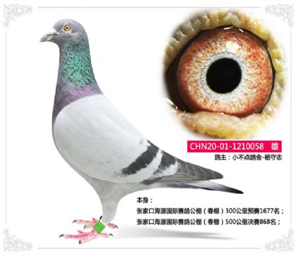張家口海源國際賽鴿公棚(春棚)500公里決賽868名 雄