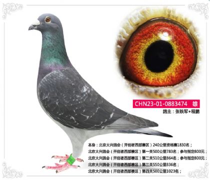 北京大興鴿會(huì)(開創(chuàng)者西部賽區(qū))四關(guān)歸巢鴿474 雄