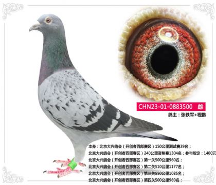 北京大興鴿會(huì)(開創(chuàng)者西部賽區(qū))第四關(guān)500公里969名