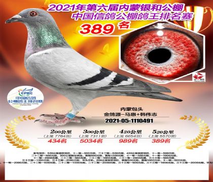呼和浩特銀和賽鴿公棚520公里決賽389名 雄