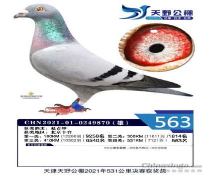 天津天野賽鴿公棚531公里決賽563名 雄
