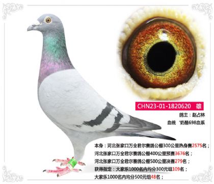 河北張家口萬全君爾賽鴿公棚500公里決賽279名 雄