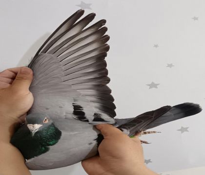 9