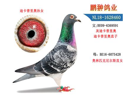 ĸչʾ