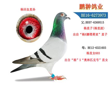 ĸչʾ