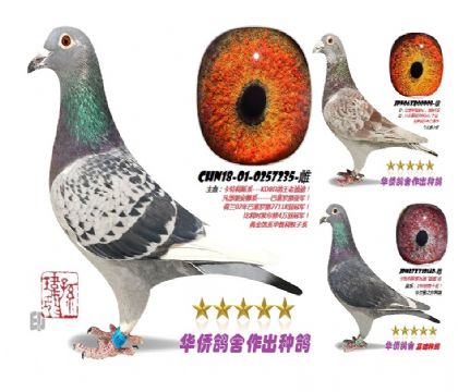 3̖--CHN18-01-0257235-