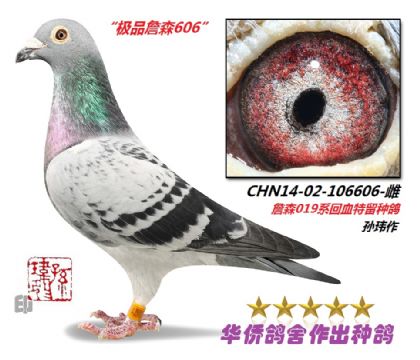 5̖--OƷղɭ019ѪN106606-