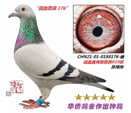 6̖--˹ղɭѪN0188176-