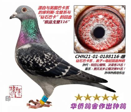 8̖--ϵc@ʯͿϵѪ0188116-
