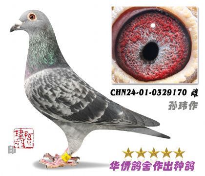 9̖--ղɭ019ѪN-0329170-